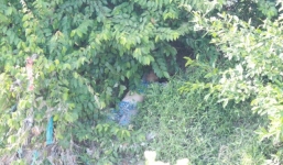 Phát hiện thi thể người phụ nữ trong bụi cây